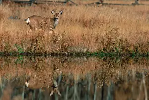 River Bank Prints: N. A. USA, Wyoming, Grand Teton Nat l Park Mule Deer