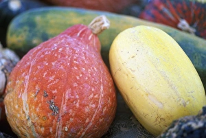 Squash Prints: N. A. Washington, Chelan County, Squash (selective focus)