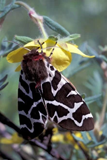 NA, Alaska, Denali National Park. Leopord moth sits on the flower of a Shrubby Cinquefoil