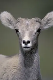 Nose Prints: NA, Canada, Alberta, Banff NP Bighorn sheep (Ovis canadensis)