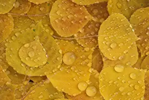 NA, Canada, Alberta, Jasper NP Fallen aspen leaf pattern