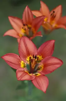 Images Dated 4th November 2004: NA, Canada, Alberta, Waterton NP Western wood lily