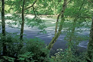 NA, Canada, BC, Vancouver Island, Campbell river, trees and ferns on bank of river