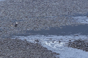 Images Dated 14th April 2004: NA, Canada, British Columbia Bald eagle