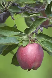 Images Dated 8th September 2007: NA; Canada; British Columbia; Okanagan Valley; Mac Apple (Selective Focus)