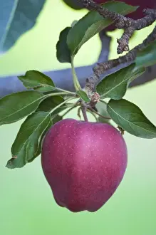 NA; Canada; British Columbia; Okanagan Valley; Mac Apple (Selective Focus)
