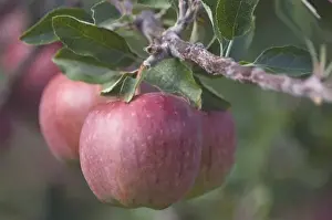 NA; Canada; British Columbia; Okanagan Valley; Mac Apples (Selective Focus)
