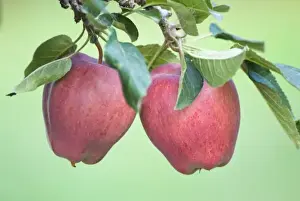 Images Dated 8th September 2007: NA; Canada; British Columbia; Okanagan Valley; Mac Apples (Selective Focus)