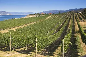 NA; Canada; British Columbia; Okanagan Valley; Naramata; Vineyard on Lake Okanagan