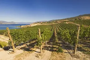 NA; Canada; British Columbia; Okanagan Valley; Naramata; Vineyard on Lake Okanagan
