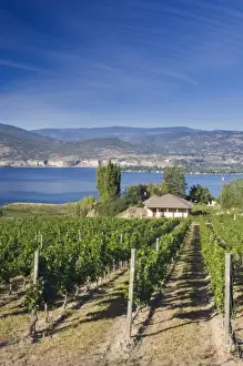 Images Dated 9th September 2007: NA; Canada; British Columbia; Okanagan Valley; Naramata; Vineyard on Lake Okanagan