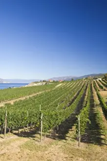 NA; Canada; British Columbia; Okanagan Valley; Naramata; Vineyard on Lake Okanagan