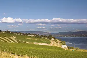 Images Dated 8th September 2007: NA; Canada; British Columbia; Okanagan Valley; Westbank; Vineyard on Lake Okanagan