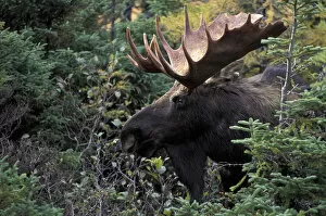 NA, Canada Bull moose (Alces alces)