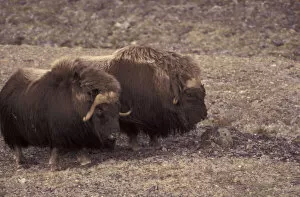 Images Dated 5th December 2003: NA, Canada, Canadian Arctic, Baffin Island, near Fort Ross Muskox (Ouibos moschatus)