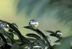 NA, Canada, Jasper NP, Tonquin Valley Raindrop reflection