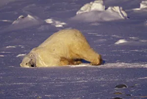 NA, Canada, Manitoba, Churchill, Polar bear playing