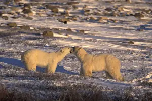 Churchill Prints: NA, Canada, Manitoba, Churchill Adult polar bears (Ursus maritimus) play on