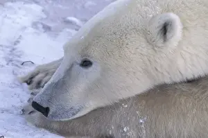 Cuddle Prints: NA, Canada, Manitoba, Churchill Close-up of a polar bear (Ursus maritimus) resting
