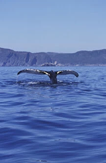 Images Dated 22nd March 2004: NA, Canada, Newfoundland, Trinity Bay Humpback whale tail