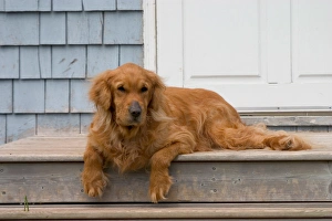 NA, Canada, Prince Edward Island, Wheatley River. Tansy, a golden retriever
