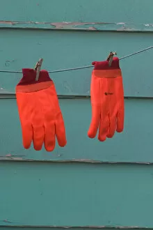 Images Dated 19th January 2005: NA, Canada, Prince Edward Island, Malpeque Harbour. Gloves used by lobster fishermen