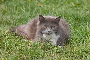 Images Dated 19th January 2005: NA, Canada, Prince Edward Island, Malpeque Harbour. Cats fed by lobstermen