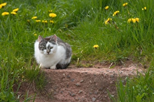Images Dated 19th January 2005: NA, Canada, Prince Edward Island, Malpeque Harbour. Cats fed by lobstermen