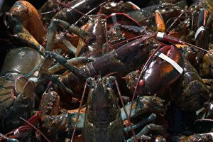 Images Dated 19th January 2005: NA, Canada, Prince Edward Island. Lobsters in pot