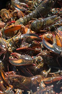 NA, Canada, Prince Edward Island. Lobsters in pot