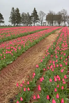 Images Dated 19th January 2005: NA, Canada, Prince Edward Island, Pownal. Tulip field and Birch Hill Free Church