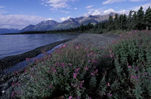 N.A. Canada, Yukon, Kluane Nat l Park Dwarf fireweed along Kluane Lake