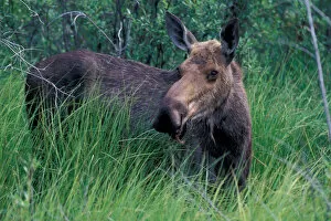 NA, Canada, Yukon Territory, Dawson City, moose feeds on wet vegetation in bog
