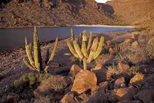 Sea Of Cortez Prints: NA, Mexico, Baja Mexico, Sea of Cortez Cacti on Espiritu Santo Island