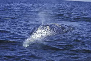 Images Dated 13th July 2004: NA, Mexico, Baja, San Ignacio Bay. Gray whale back and blow hole