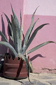NA, Mexico, Baja, Todos Santos. Potted cactus in front of colorful pink wall