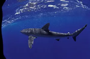 Sea Animal Prints: NA, Mexico, Socorro Islands Silky shark (Carcarhinus falciformis)
