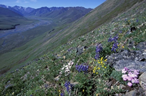 Images Dated 7th March 2005: NA, USA, Alaska, Alaska National Wildlife Refuge, Kongakut River Valley