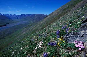 NA, USA, Alaska, Alaska National Wildlife Refuge, Alpine mountainside in the Kongakut