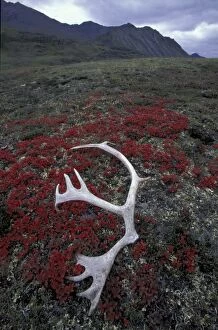 N.A. USA, Alaska, A.N.W.R. Caribou antler lies amid alpine bearberry in the Northern