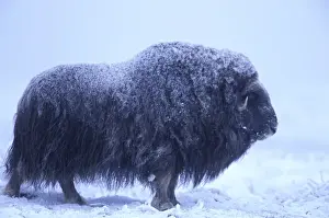 Animal Body Prints: NA, USA, Alaska, Arctic Coastal Plain Muskox (Ovibus moschatus)