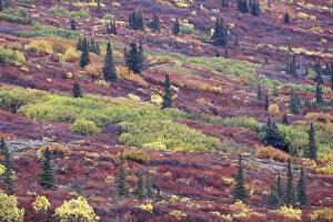 Images Dated 25th May 2004: NA, USA, Alaska Autumn colors along the Old Denali Highway, near Paxson