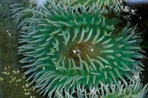 NA, USA, Alaska, Baranof Island, Sitka Sound, green sea anmone sits in a tide pool