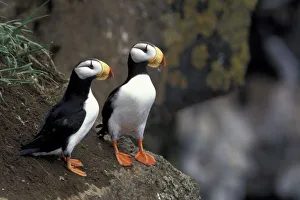 Ledge Prints: NA, USA, Alaska, Bering Sea, Pribilofs, St. Paul Island. Horned puffins (Fratercula