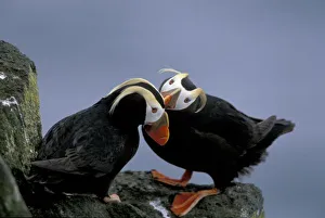 Images Dated 7th March 2005: NA, USA, Alaska, Bering Sea, Pribilofs. Tufted puffins (Fratercula cirrhata) preen