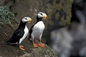 Images Dated 7th March 2005: NA, USA, Alaska, Bering Sea, Pribilofs, St. Paul Island. Horned puffins (Fratercula