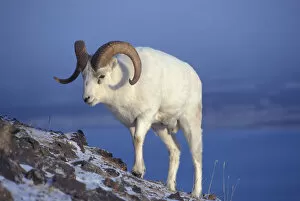 Images Dated 13th January 2005: NA, USA, Alaska, A Dall sheep ram (Ovis dalli) walks up a mountain slope during the