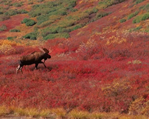 Images Dated 13th December 2005: N.A. USA, Alaska, Denali Nat l Park Bull Moose - Alces alces