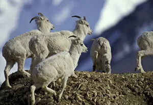 Images Dated 8th September 2004: NA, USA, Alaska, Denali National Park. Dall goats on ridge in Savage River Canyon
