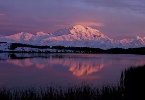 Images Dated 8th September 2004: NA, USA, Alaska. Denali National Park. Mt McKinley (20, 320 ) reflected in tundra